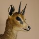 Klippspringer Kopf Präparat Haupt Antilope Afrika taxidermy 95.14.24