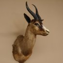 Springbock dunkler Antilope Kopf Schulter Präparat Trophäe HL 30cm