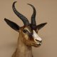 Springbock dunkler Antilope Kopf Schulter Präparat Trophäe HL 30cm