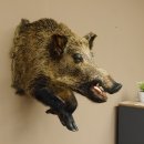 Wildschwein Kopf mit Vorderbeine Halbpräparat Präparat Höhe 78 cm Trophäe Keiler