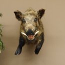 Wildschwein Kopf mit Vorderbeine Halbpräparat Präparat Höhe 78 cm Trophäe Keiler