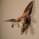 Turmfalken offenen Schwingen mit Beute Falke Vogel Tierpräparat Präparat