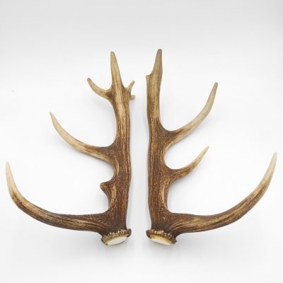 1 Paar Rothirsch Hirsch Geweih Stangen Abwurfstangen ung.12 Ender Länge 49-51 cm