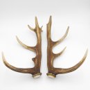 1 Paar Rothirsch Hirsch Geweih Stangen Abwurfstangen ung.12 Ender Länge 49-51 cm