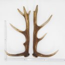 1 Paar Rothirsch Hirsch Geweih Stangen Abwurfstangen ung.12 Ender Länge 49-51 cm