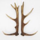 1 Paar Rothirsch Hirsch Geweih Stangen Abwurfstangen ung.12 Ender Länge 49-51 cm