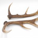 1 Paar Rothirsch Hirsch Geweih Stangen Abwurfstangen ung.12 Ender Länge 49-51 cm