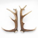 1 Paar Rothirsch Hirsch Geweih Stangen Abwurfstangen ung.12 Ender Länge 49-51 cm