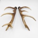 1 Paar Rothirsch Hirsch Geweih Stangen Abwurfstangen ung.12 Ender Länge 49-51 cm