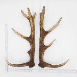 1 Paar Rothirsch Hirsch Geweih Stangen Abwurfstangen ung.12 Ender Länge 49-51 cm