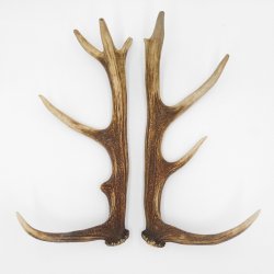 1 Paar Rothirsch Hirsch Geweih Stangen Abwurfstangen ung.12 Ender Länge 49-51 cm