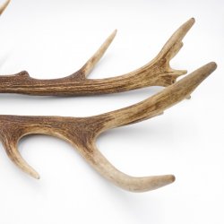 1 Paar Rothirsch Hirsch Geweih Stangen Abwurfstangen ung.12 Ender Länge 49-51 cm