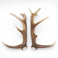 1 Paar Rothirsch Hirsch Geweih Stangen Abwurfstangen ung.12 Ender Länge 49-51 cm