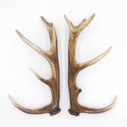 1 Paar Rothirsch Hirsch Geweih Stangen Abwurfstangen ung.12 Ender Länge 49-51 cm