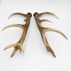 1 Paar Rothirsch Hirsch Geweih Stangen Abwurfstangen ung.12 Ender Länge 49-51 cm