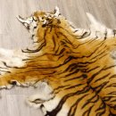 Tigerfell Fell Vorleger Trophäe Krallen Teppich Länge 285 cm mit Cites/VMG