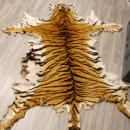 Tigerfell Fell Vorleger Trophäe Krallen Teppich Länge 285 cm mit Cites/VMG