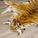 Tigerfell Fell Vorleger Trophäe Krallen Teppich Länge 285 cm mit Cites/VMG