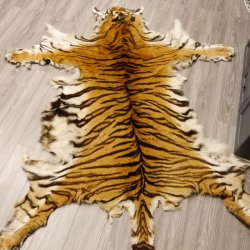 Tigerfell Fell Vorleger Trophäe Krallen Teppich Länge 285 cm mit Cites/VMG