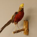 Goldfasan Vogel Präparat Höhe 57 cm präpariert taxidermy Tierpräparat 90.4.39