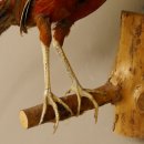 Goldfasan Vogel Präparat Höhe 57 cm präpariert taxidermy Tierpräparat 90.4.39