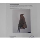Amsel jung Vogel Präparat weiblich Singvogel Tierpräparat Genehmigung 90.197.7