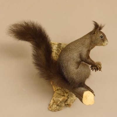 Eichhörnchen Präparat präpariert Tier mit Genehmigung zur Vermarktung 89.18.10