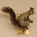 Eichhörnchen Präparat präpariert Tier mit Genehmigung zur Vermarktung 89.18.10