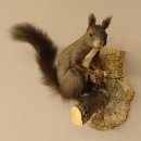 Eichhörnchen Präparat präpariert Tier mit Genehmigung zur Vermarktung 89.18.10