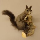 Eichhörnchen Präparat präpariert Tier mit Genehmigung zur Vermarktung 89.18.10