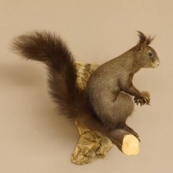 Eichhörnchen Präparat präpariert Tier mit Genehmigung zur Vermarktung 89.18.10