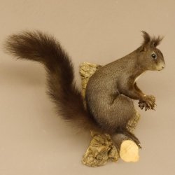 Eichhörnchen Präparat präpariert Tier mit Genehmigung zur Vermarktung 89.18.10
