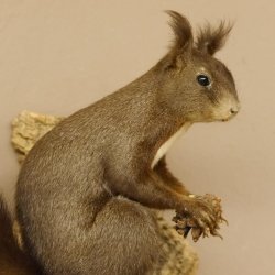 Eichhörnchen Präparat präpariert Tier mit Genehmigung zur Vermarktung 89.18.10