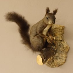 Eichhörnchen Präparat präpariert Tier mit Genehmigung zur Vermarktung 89.18.10