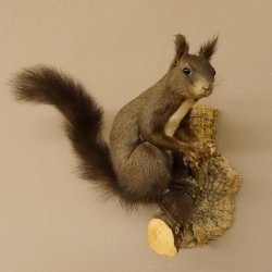 Eichhörnchen Präparat präpariert Tier mit Genehmigung zur Vermarktung 89.18.10