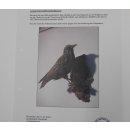 Star Vogel Präparat präpariert Tierpräparat mit Genehmigung zum Verkauf 90.307.4