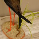 Stelzenläufer Säbelschnäbler Vogel Präparat Tierpräparat präpariert Höhe 39 cm