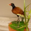 Blatth&uuml;hnchen Jacanas Regenpfeifer Schreitvogel Vogel Pr&auml;parat Tierpr&auml;parat