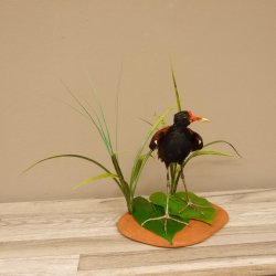 Blatthühnchen Jacanas Regenpfeifer Schreitvogel Vogel Präparat Tierpräparat