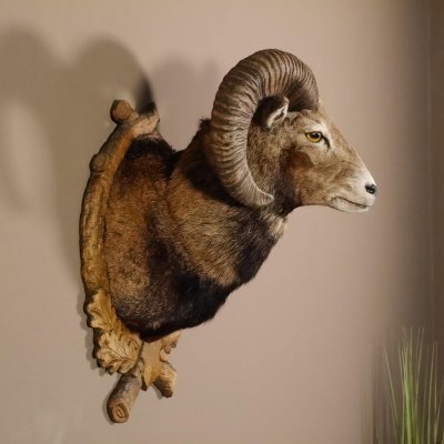 Mufflon Haupt Kopf Schulter Präparat geschnitztem Trophäenschild Hornlänge 52 cm 85.12.56