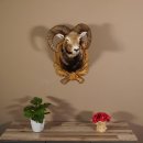 Mufflon Haupt Kopf Schulter Präparat geschnitztem Trophäenschild Hornlänge 52 cm 85.12.56