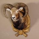 Mufflon Haupt Kopf Schulter Präparat geschnitztem Trophäenschild Hornlänge 52 cm 85.12.56