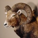 Mufflon Haupt Kopf Schulter Präparat geschnitztem Trophäenschild Hornlänge 52 cm 85.12.56