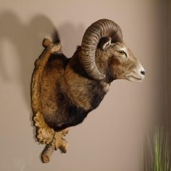 Mufflon Haupt Kopf Schulter Präparat geschnitztem Trophäenschild Hornlänge 52 cm 85.12.56