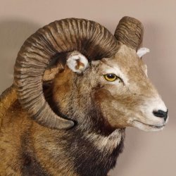 Mufflon Haupt Kopf Schulter Präparat geschnitztem Trophäenschild Hornlänge 52 cm 85.12.56