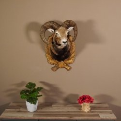 Mufflon Haupt Kopf Schulter Präparat geschnitztem Trophäenschild Hornlänge 52 cm 85.12.56
