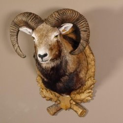 Mufflon Haupt Kopf Schulter Präparat geschnitztem Trophäenschild Hornlänge 52 cm 85.12.56