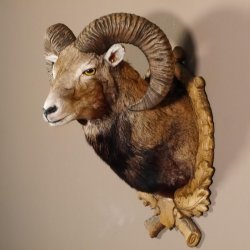 Mufflon Haupt Kopf Schulter Präparat geschnitztem Trophäenschild Hornlänge 52 cm 85.12.56