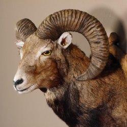 Mufflon Haupt Kopf Schulter Präparat geschnitztem Trophäenschild Hornlänge 52 cm 85.12.56