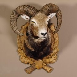 Mufflon Haupt Kopf Schulter Präparat geschnitztem Trophäenschild Hornlänge 52 cm 85.12.56